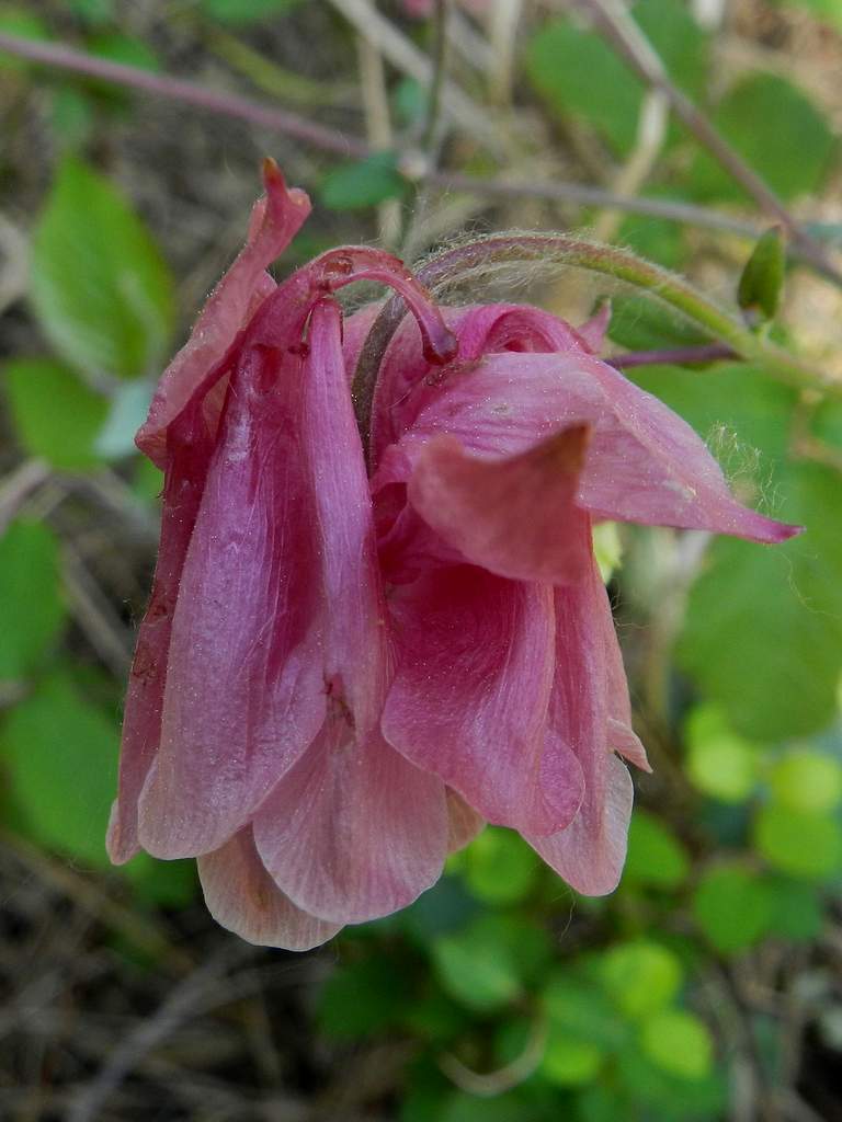 Aquilegia sp.